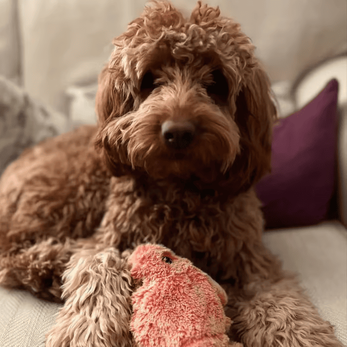 Floppy Lobster Interactive Dog Toy